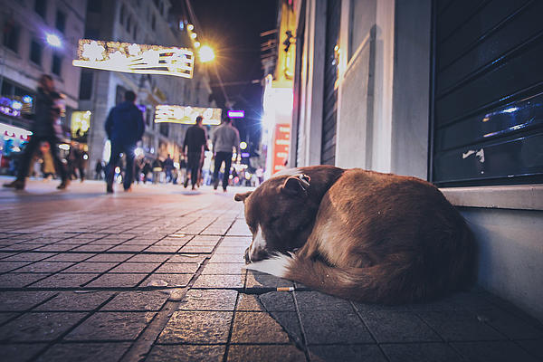 Hund liegt nachts zusammengerollt auf dem Pflaster einer Fußgängerzone
