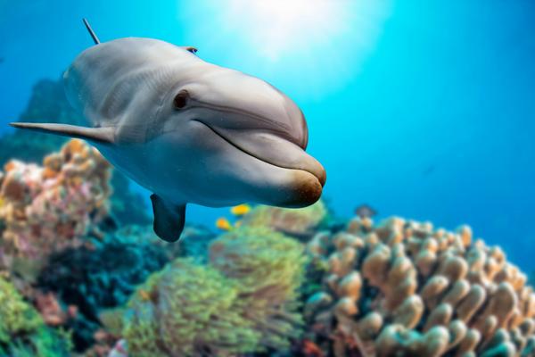 Schulze Heimtierbedarf für Delfinschutz Delfin taucht zwischen Korallen in türkis blauem Meer