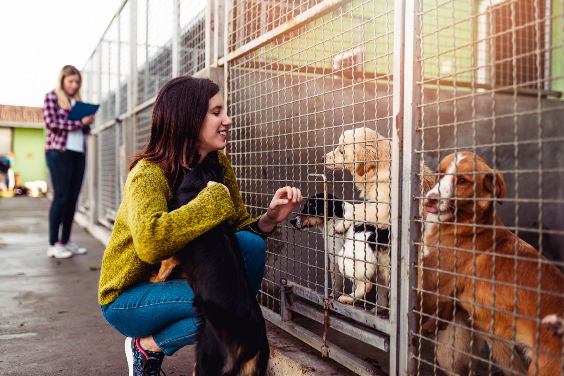 Schulze Heimtierbedarf für Tierschutz Junge Frau füttert Hunde im Zwinger