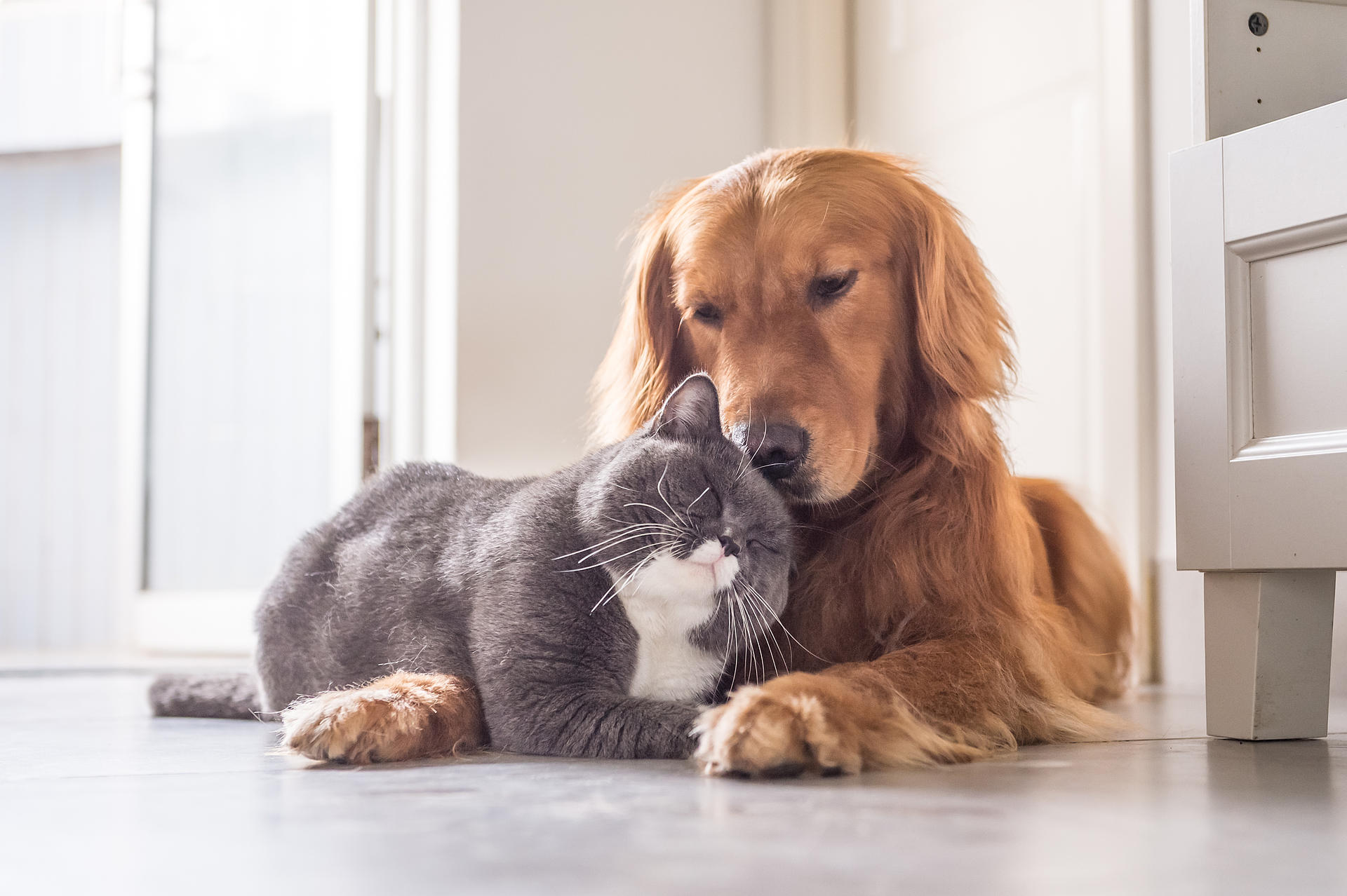 Süße Katze und Hund kuscheln miteinander