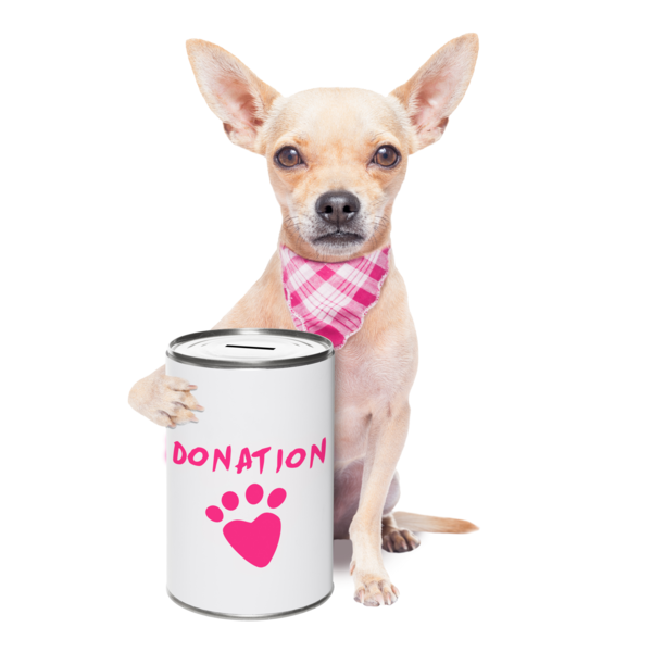 Wir spenden. Chiwawa sitz neben einer Spardose
